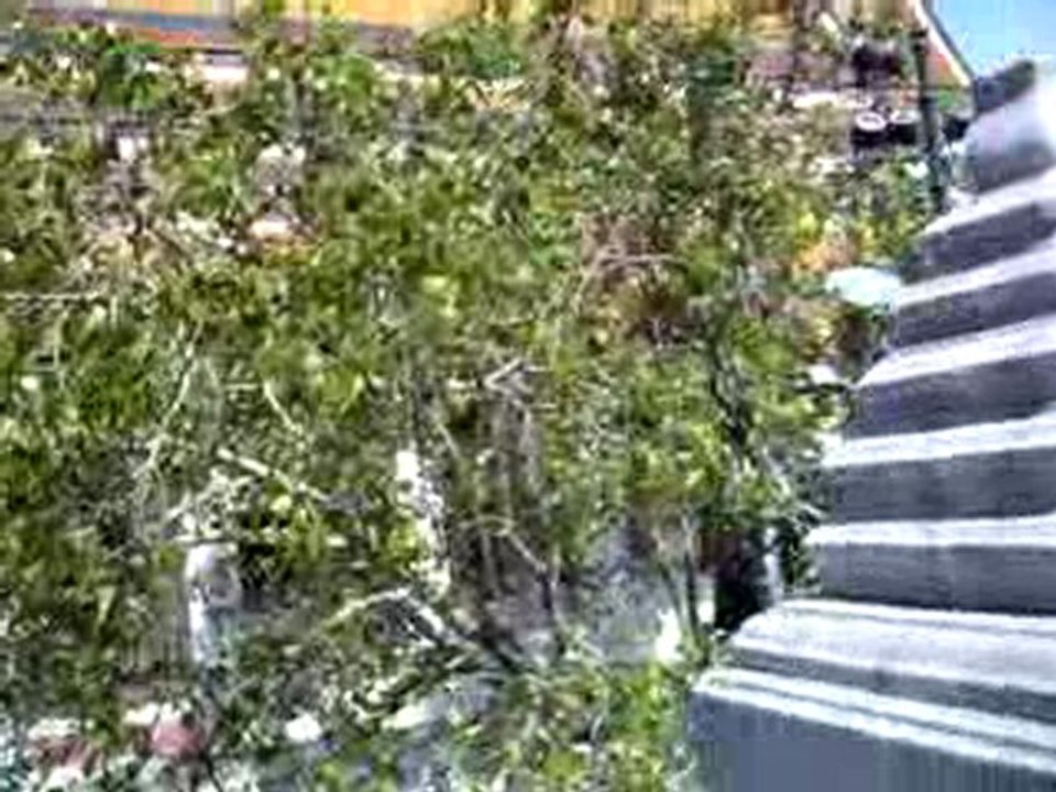 BKK le dimanche 20-12-09 au  Wat Phra Kaew   0'36