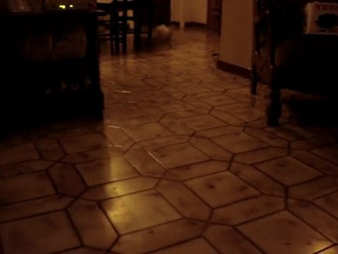 Chiots Phalènes La Vallée des Secrets