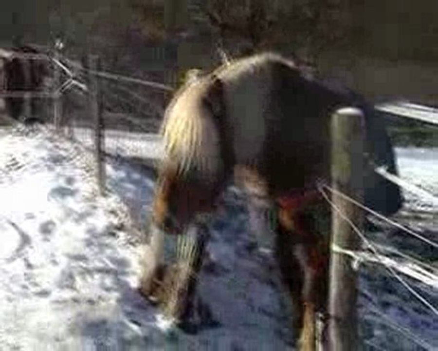 clip charlotte