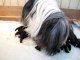CHIOTS BEARDED-COLLIE