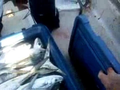 llampugas desde mi garruchal 2