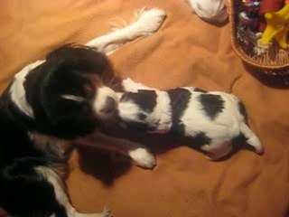 Les bébés jouent (1)