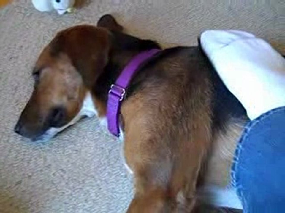 Purring Dog with Foot Rub
