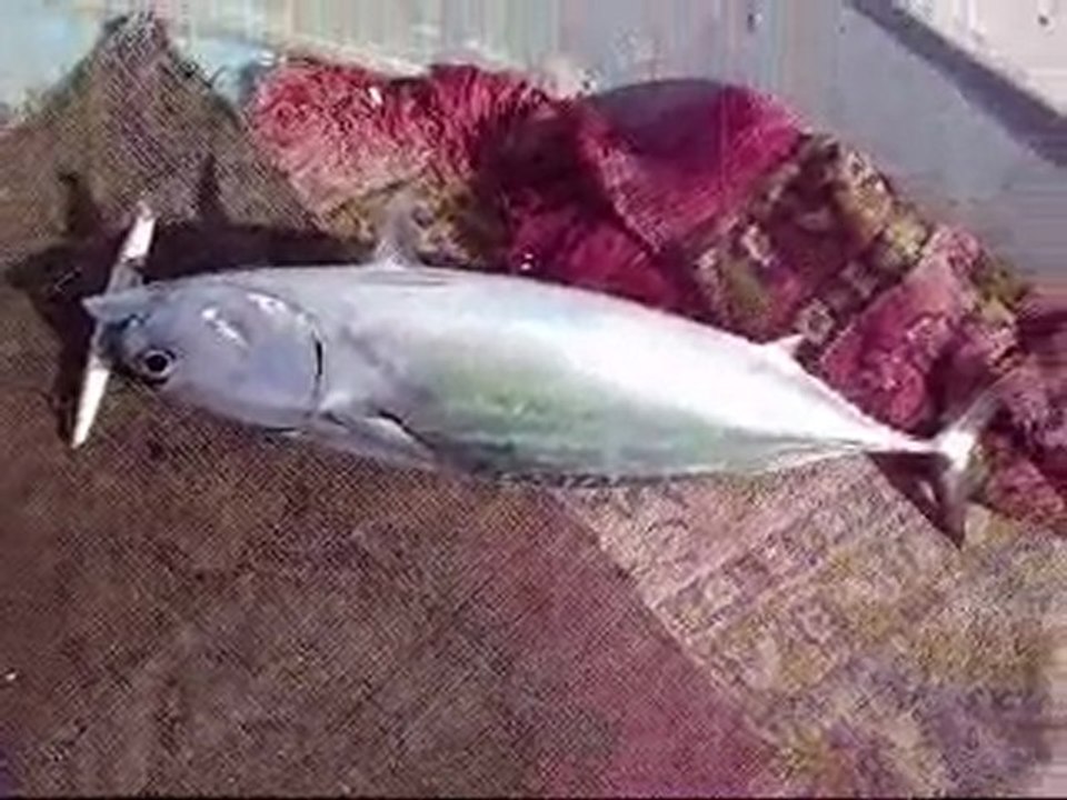 BÖYLE AVLAR ÇOĞALSIN.