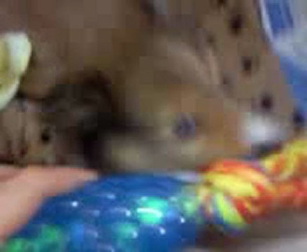 éiu chiot berger des shetland