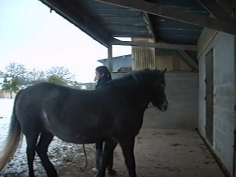 Début Ethologie de Rodéo