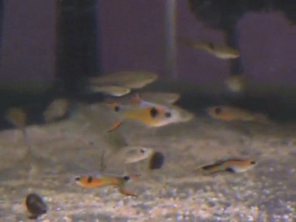 wingei F2
