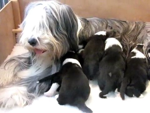CHIOTS BEARDED-COLLIE du PCT