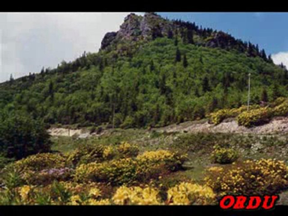 Trabzon Giresun  Ordu Rize Artvin Samsun