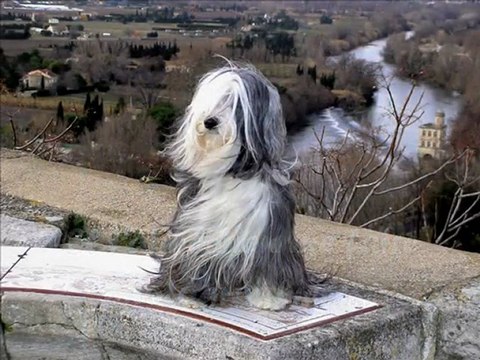 Sultane des Sources du Salaison - Terrier du Tibet