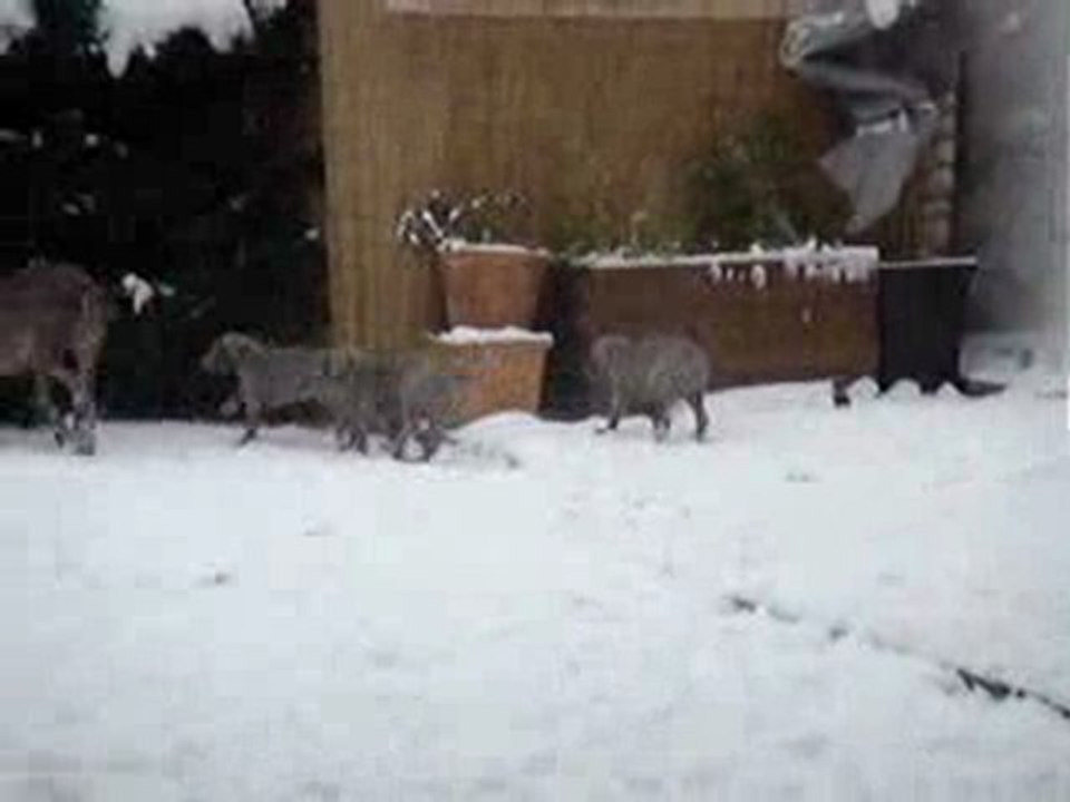 Braque de weimar 2 mois dans la neige