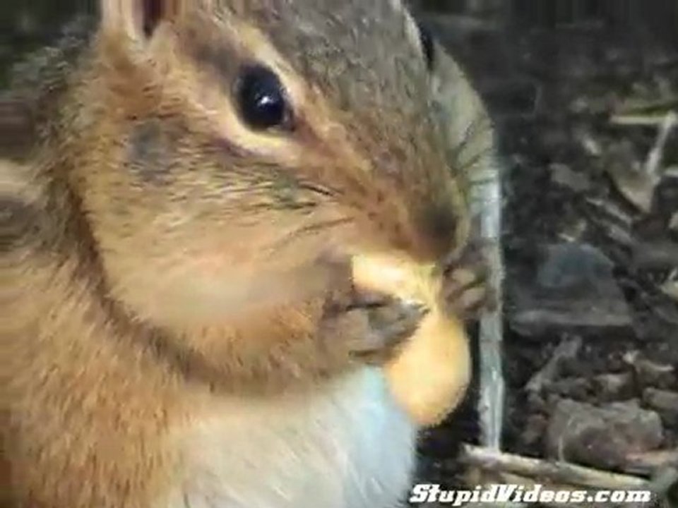 miam miam