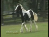 Lady Godiva - Gypsy Vanner Horse