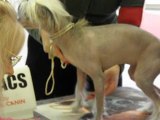 dream expo Paris Dog Show 2010