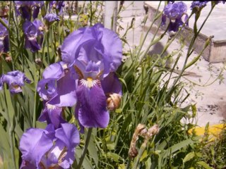 Pasinler (www.pasinler.biz)