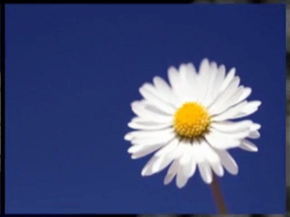 Las Vegas SEO Service Internet Marketing Consultant Web Vid