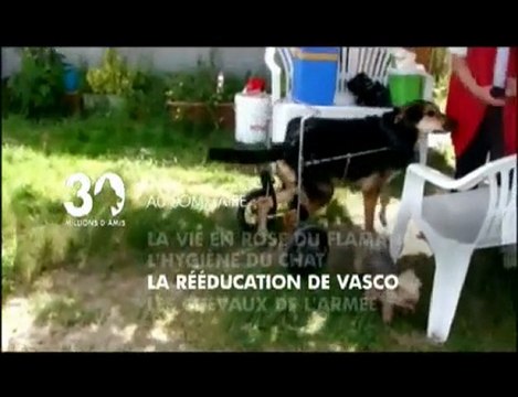 Sommaire émission 30 millions d'amis 16 01 2010