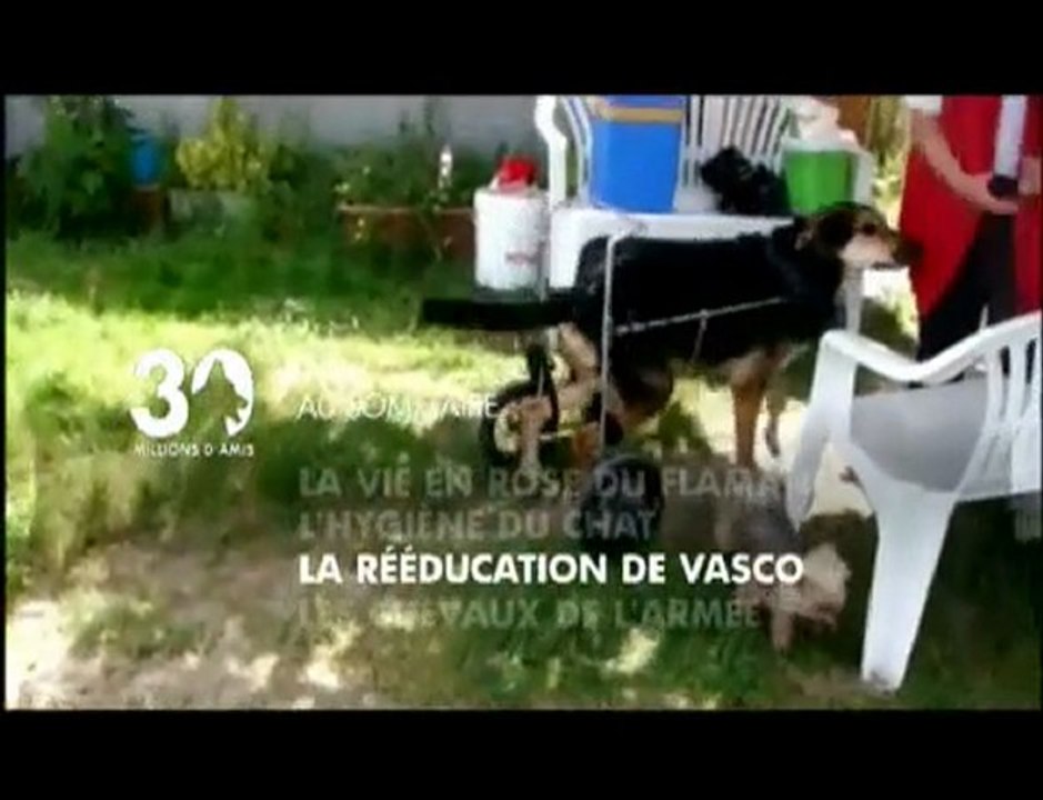 Sommaire émission 30 millions d'amis 16 01 2010