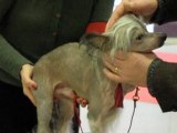 Dé Li expo Paris Dog Show 2010