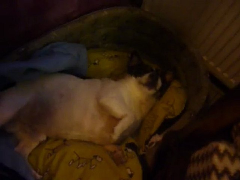 Tobby dans son panier