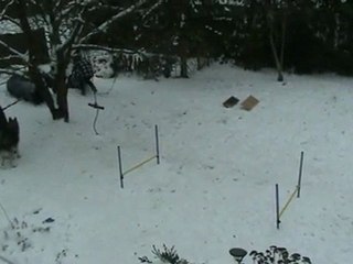 CALYPSO A L'AGILITY DANS LA NEIGE 1