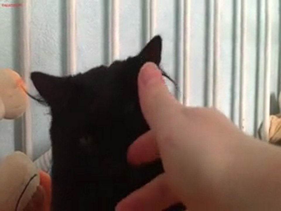 chats