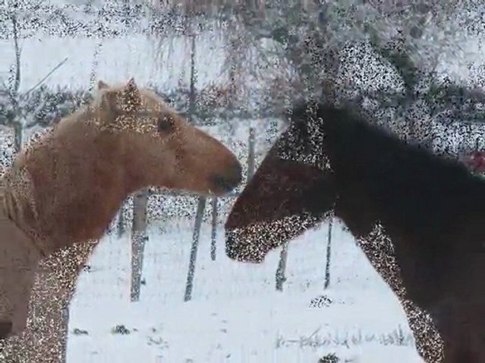 hiver 2009-2010 au Ranch Blackyland