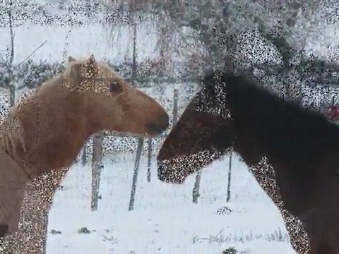 hiver 2009-2010 au Ranch Blackyland