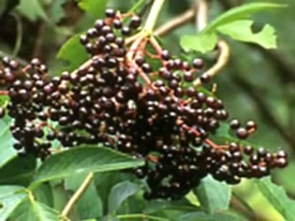 The Ten Tastes – The Energetics of Herbs