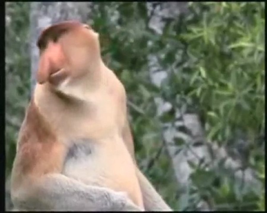 Bouididipi