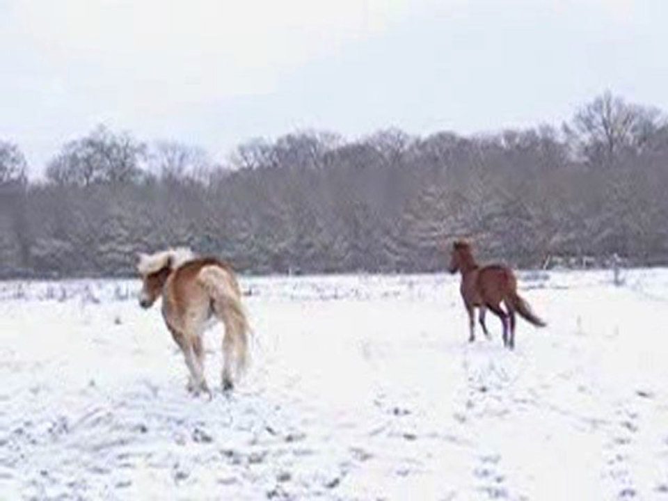poneys neige