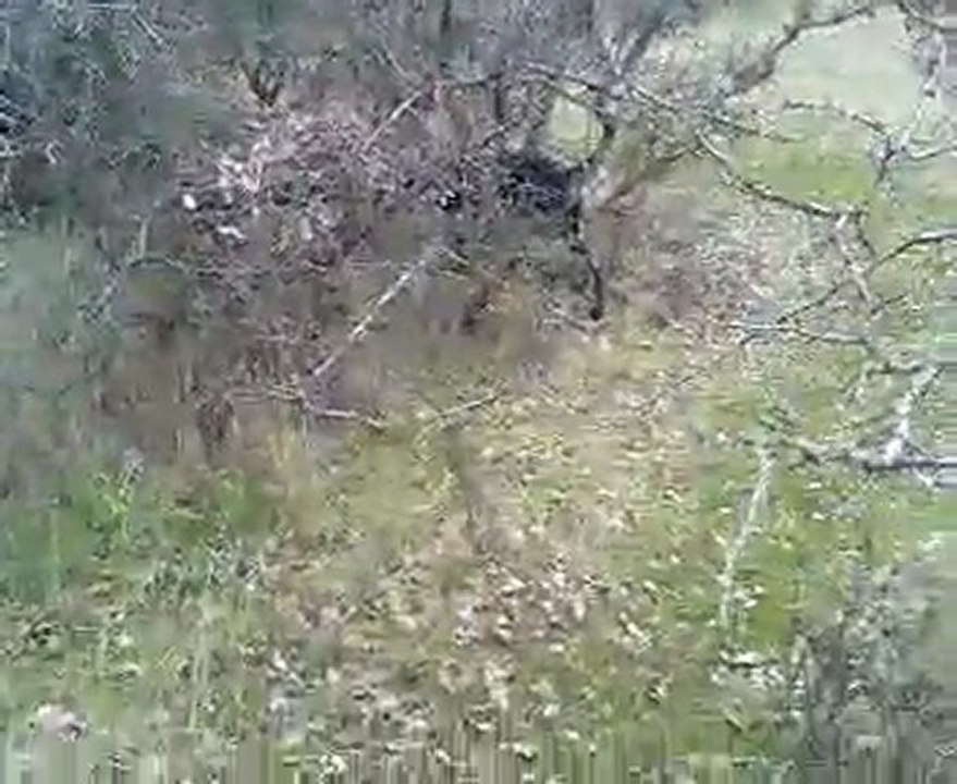 lord çulluk arama ferma aport