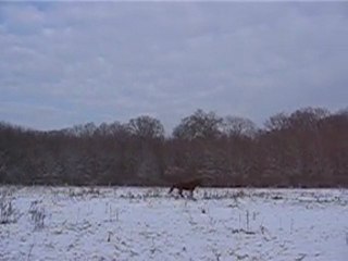 poneys neige 2010 011