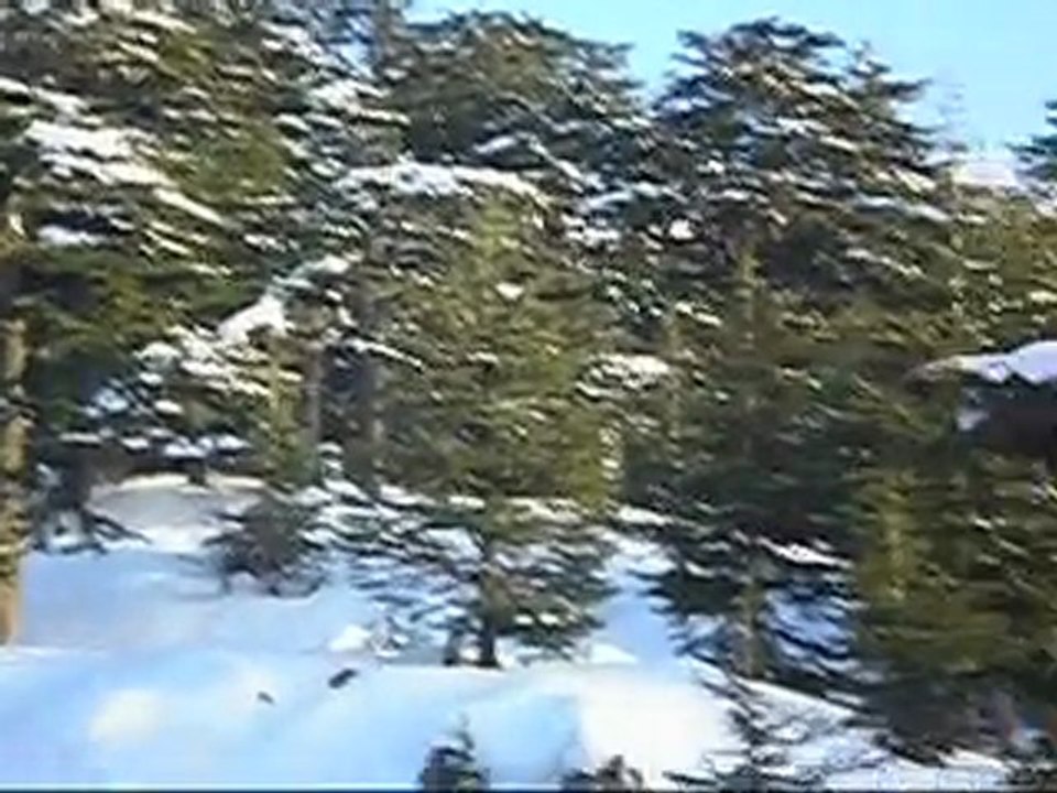 Cedars Forest Lebanon