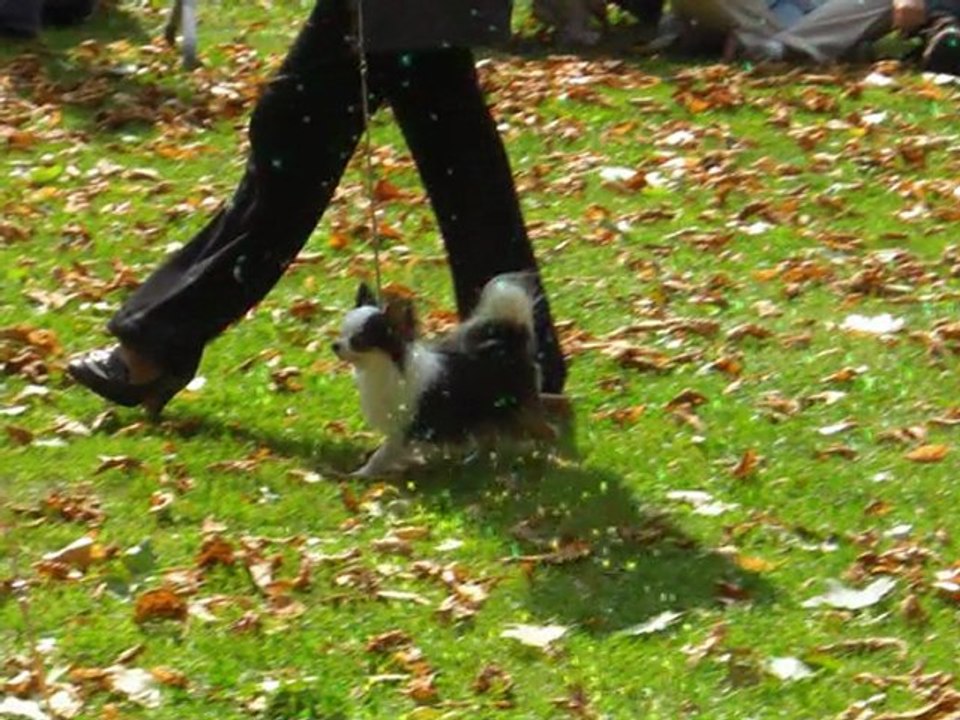 bcbg top of the line