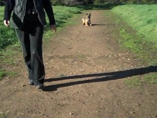 A Paco Collar and a Pine Cone