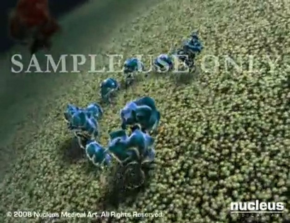 Polyprotein