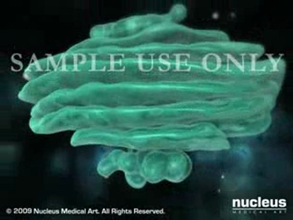 Protein Synthesis with in a Ribosome