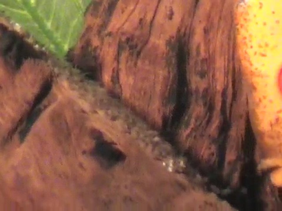 Discus reproduction suite