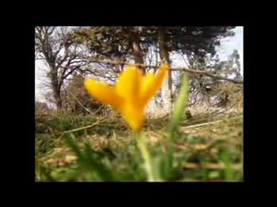 topuzluk ve çiğdemler