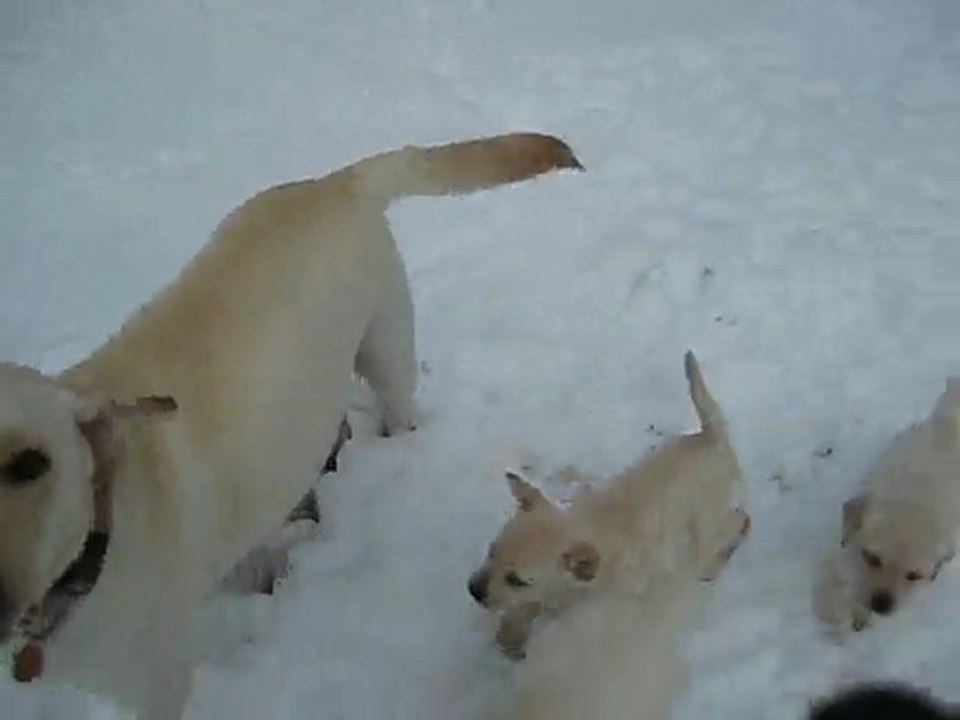 chiots de Nina 2009 labrador