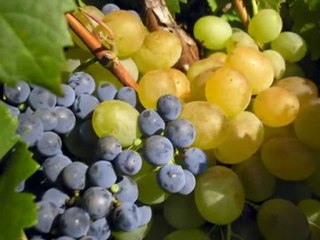 ЕДНА БЪЛГАРСКА  РОЗА