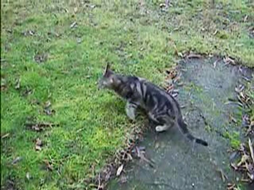 le chat