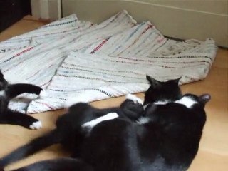 UFC aka "Ultimate Fight Catz"