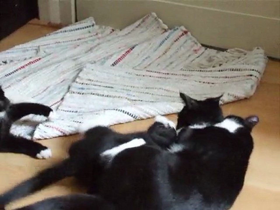 UFC aka "Ultimate Fight Catz"