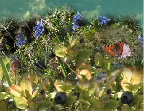 Özkürtün Beldesi Yayla,merkez resimler ozkurtun.org