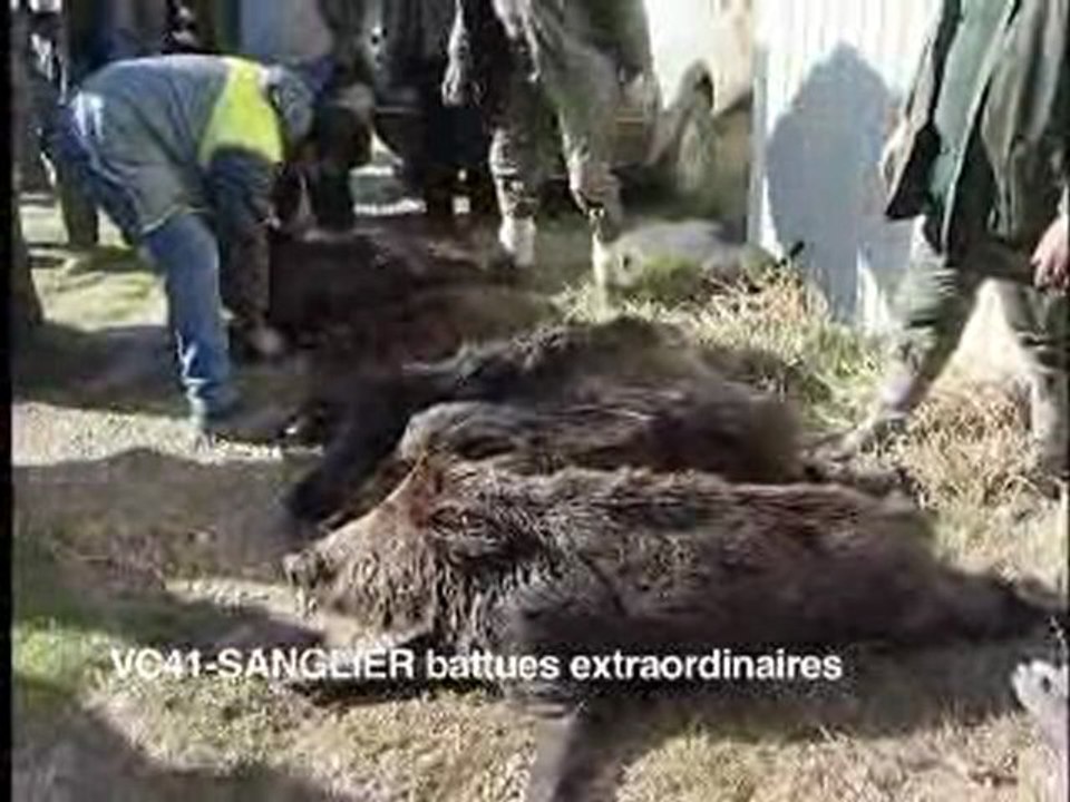 Battues Extraordinaires Aux Sangliers