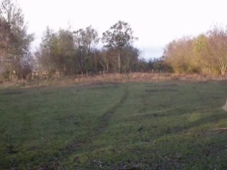 Willow Eccentricity Explained 🌿