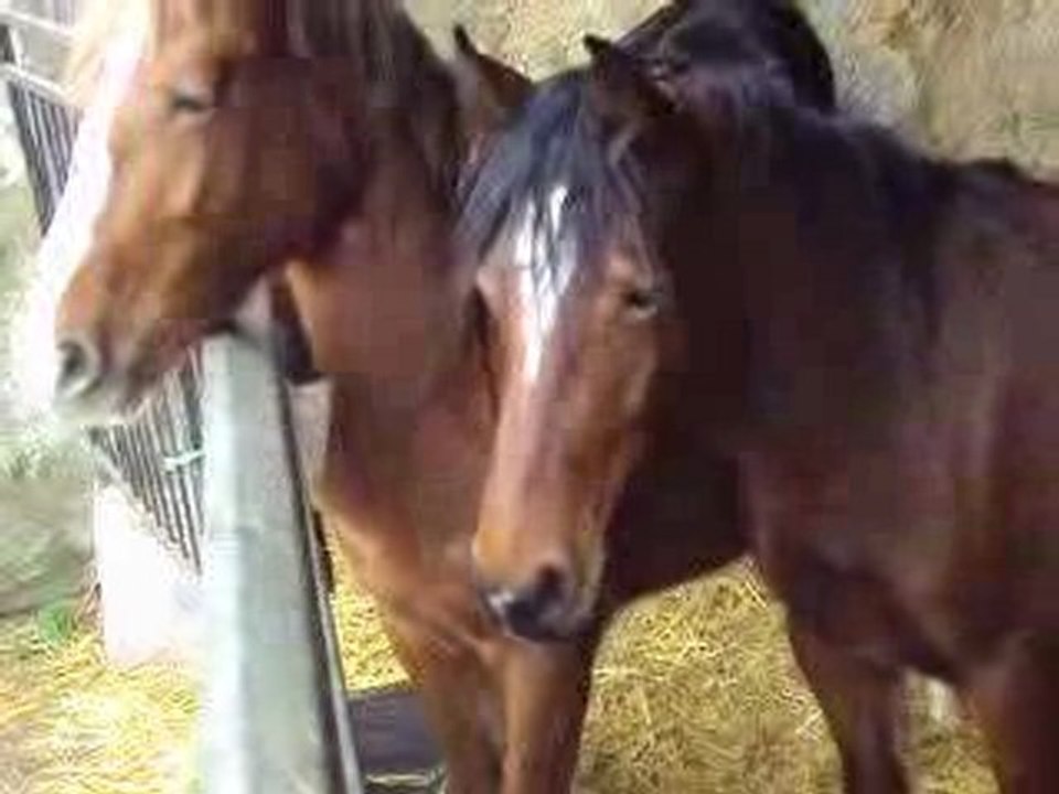 Les deux plus belles...