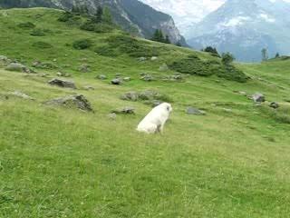 ouessant et les marmottes
